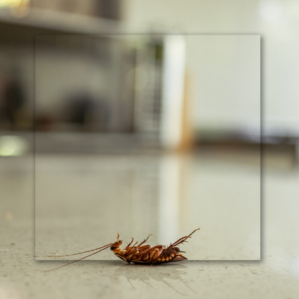 A cockroach is laying on the floor in a kitchen.