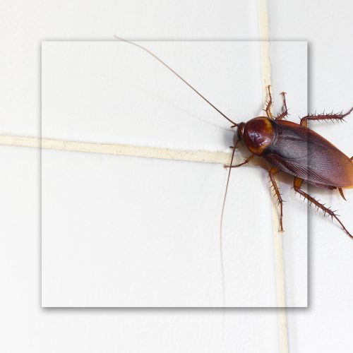 A cockroach is crawling on a white tile wall