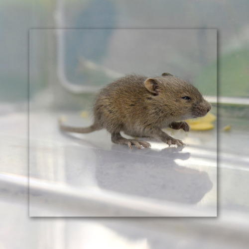 A small mouse is sitting in a plastic container on a table.