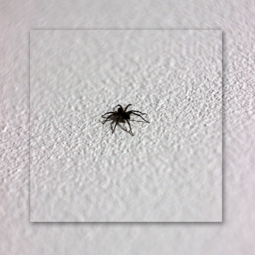 A small black spider is crawling on a white wall.