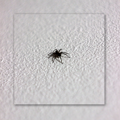 A small black spider is crawling on a white wall.
