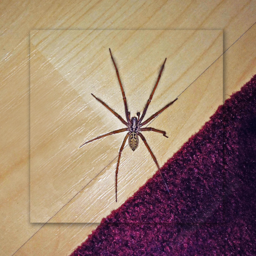 A spider is sitting on a wooden floor next to a purple rug