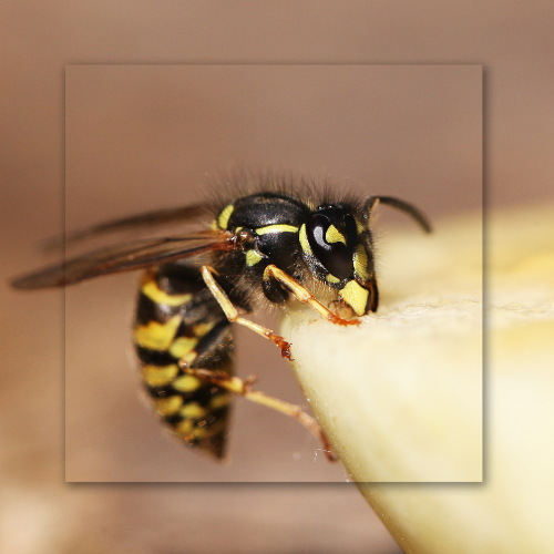 A close up of a wasp eating a piece of banana