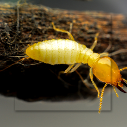 A termite is crawling on a piece of wood.
