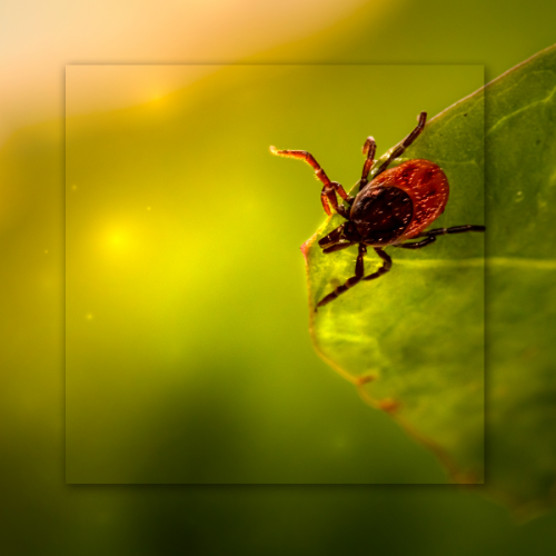 A close up of a tick on a green leaf.