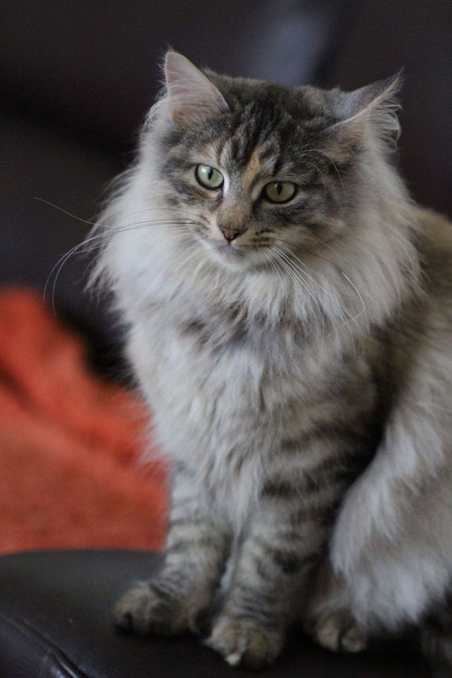 Old possum's sale norwegian forest cats