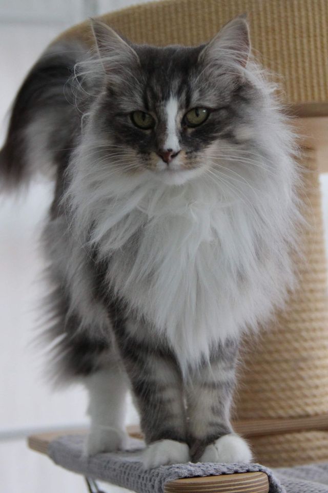 Old possum's sale norwegian forest cats