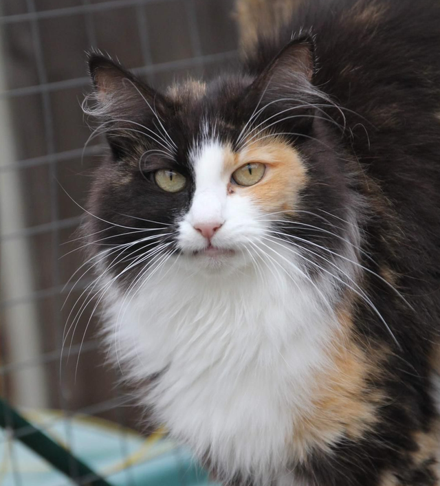 Old possum's sale norwegian forest cats