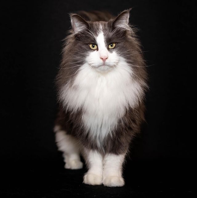 Old possum's sale norwegian forest cats