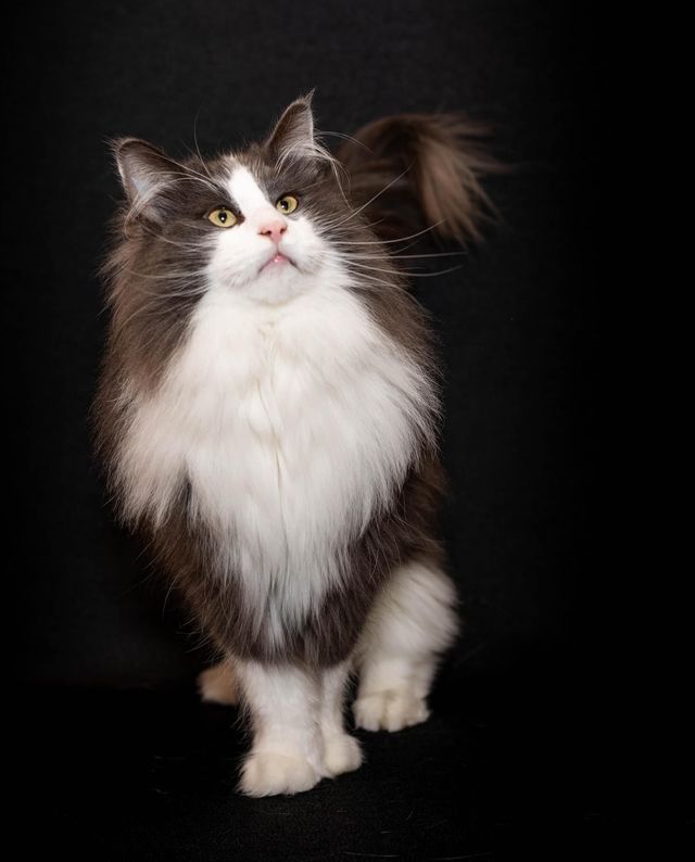 Old possum's store norwegian forest cats