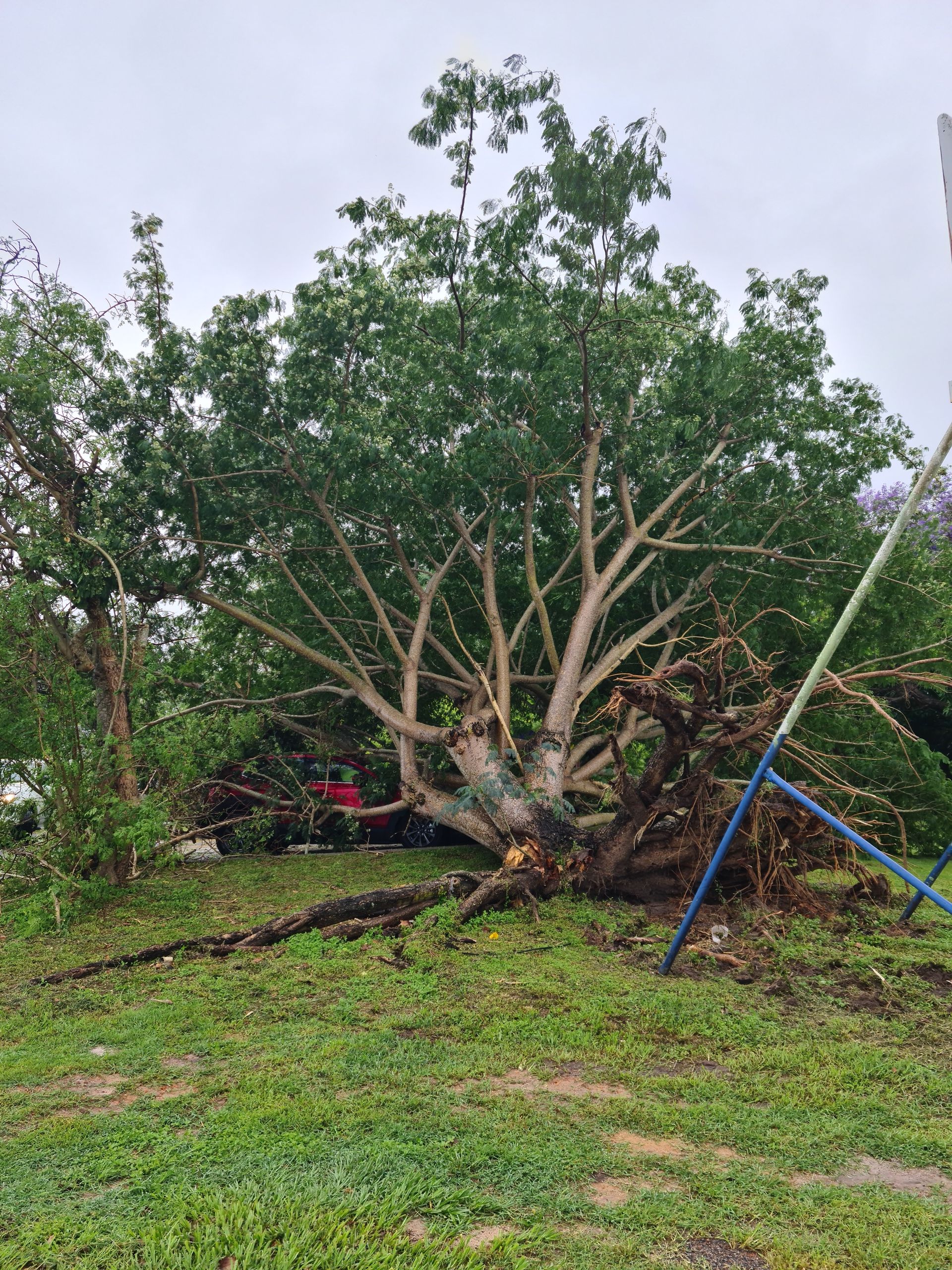Tree Pulled Out Of Grass In Back Yard— A1 Tree Service in Kensington, QLD