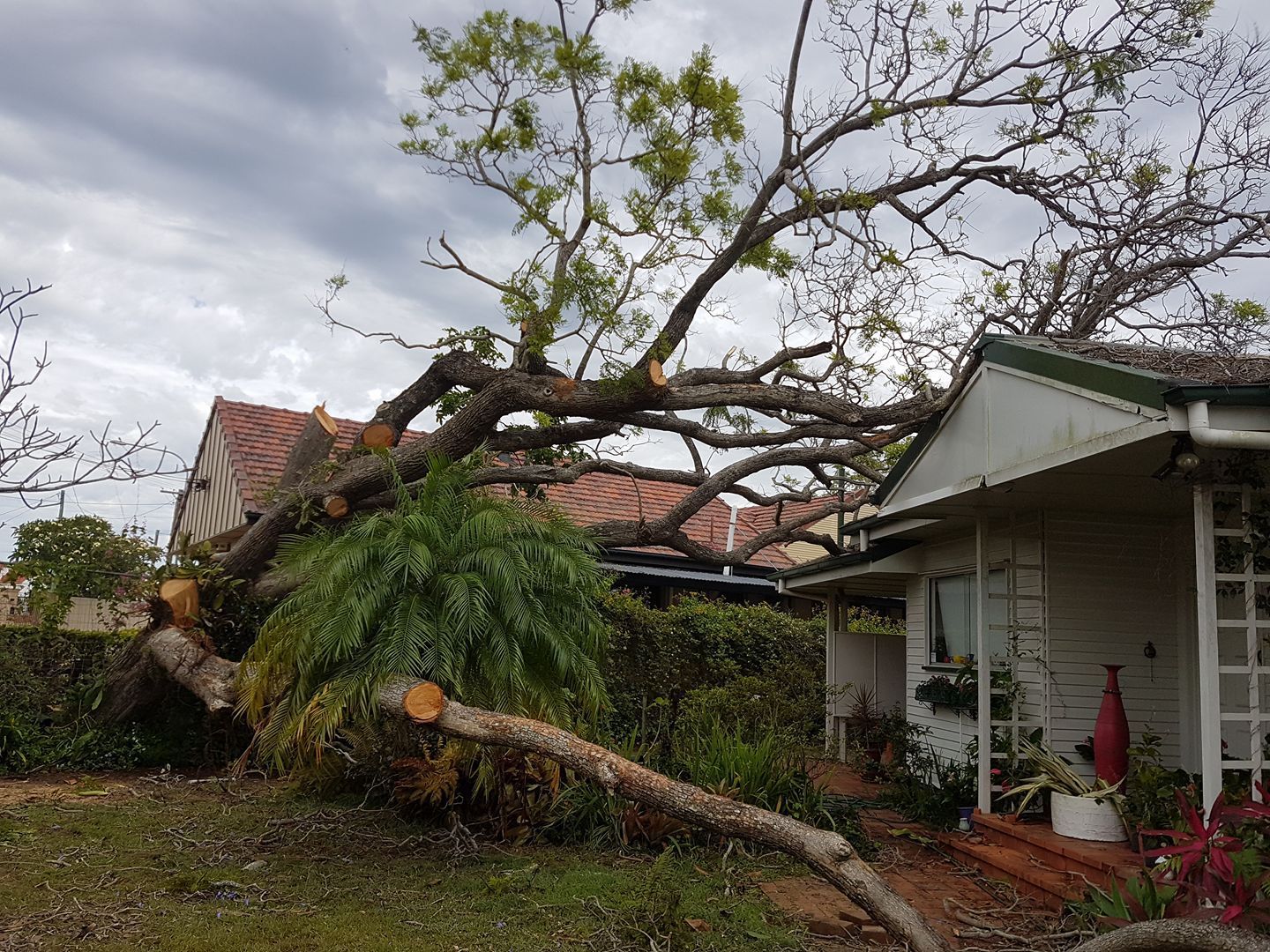 A Tree That Has Been Knocked Over by a Storm in a Park — A1 Tree Service in Kensington, QLD