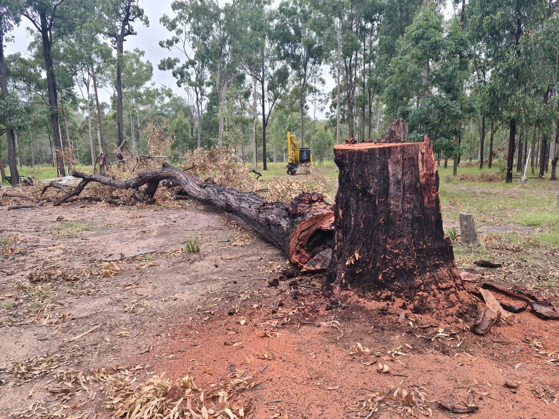 Tree Stump Cut In Half In Forrest — A1 Tree Service in Kensington, QLD