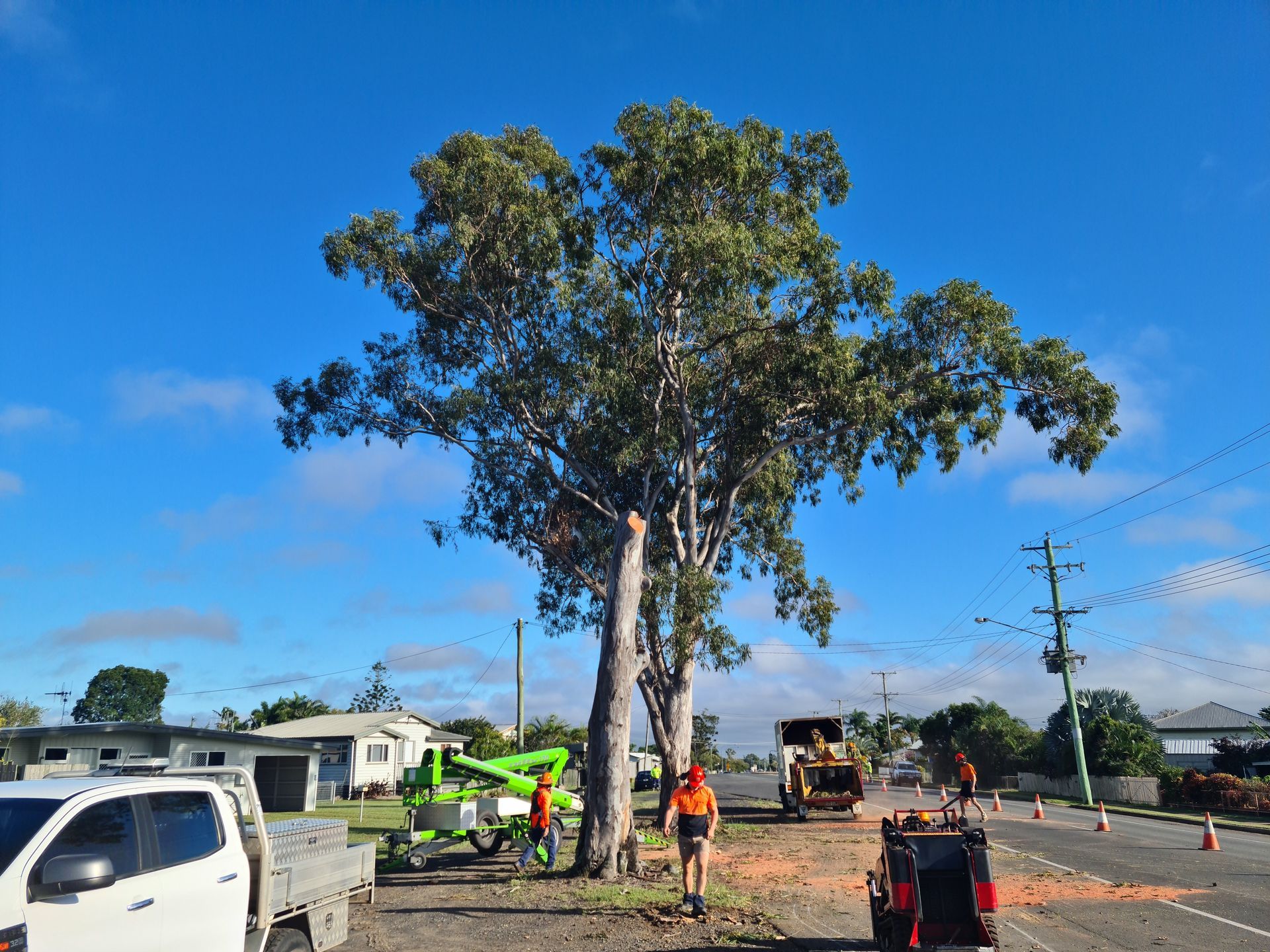 Men Around Tree with Yellow Stump Grinder— A1 Tree Service in Kensington, QLD