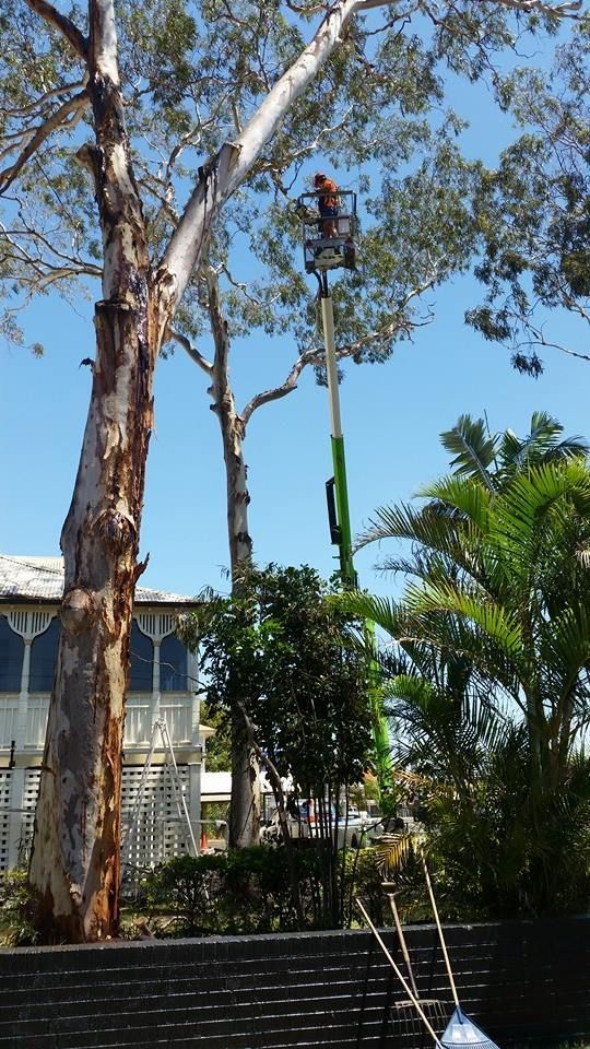 A Man is Using a Tractor to Remove a Tree Stump — A1 Tree Service in Kensington, QLD
