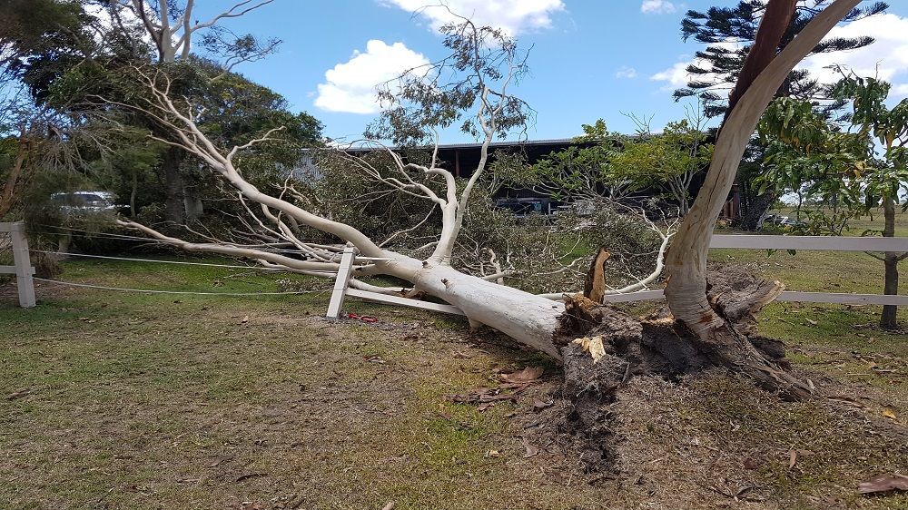 A Case Excavator Is On A Flatbed Trailer Next To A Dump Truck — A1 Tree Service in Burnett, QLD