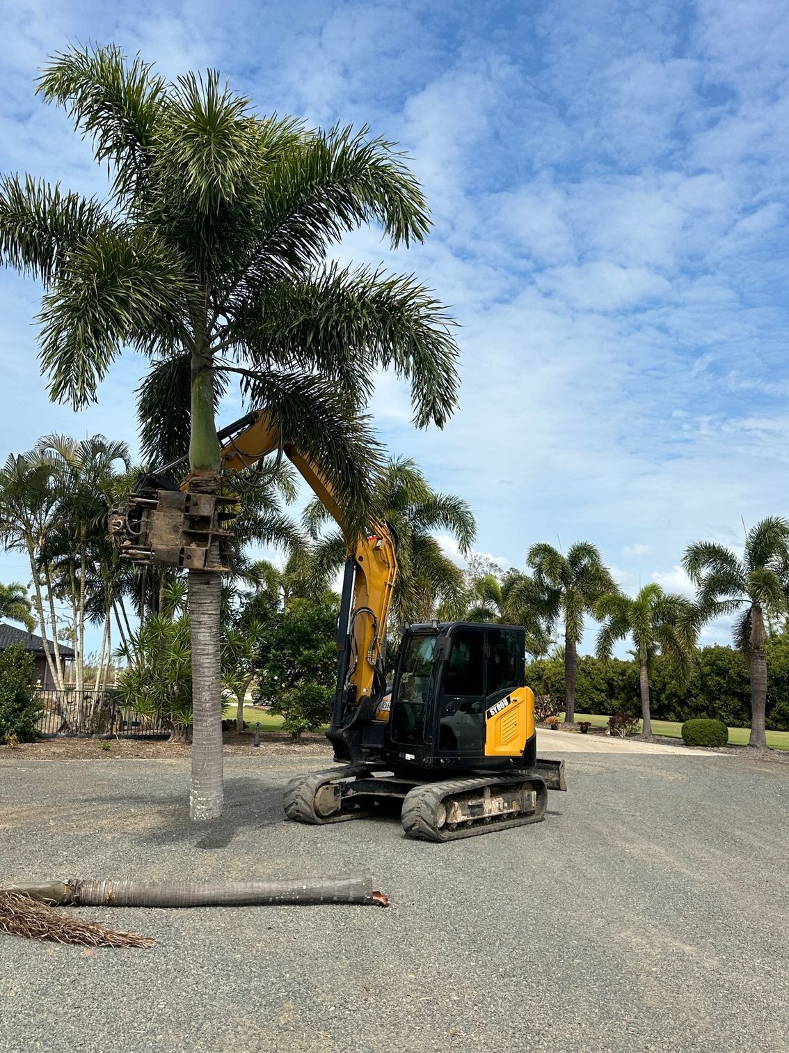 A White Dump Truck Is Towing A Large Orange Excavator — A1 Tree Service in Agnes Waters, QLD
