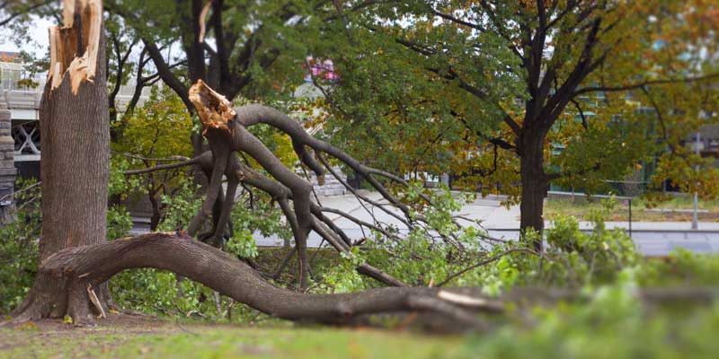 A Tree That Has Been Knocked Over by a Storm in a Park — A1 Tree Service in Kensington, QLD