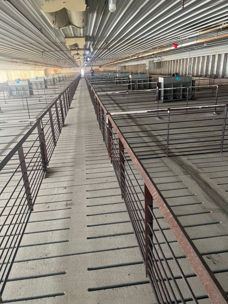 A long row of pig pens in a building with a metal fence.