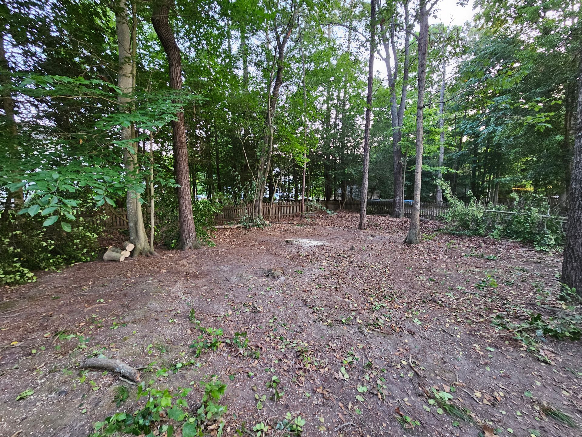 There is a lot of leaves on the ground in the woods.