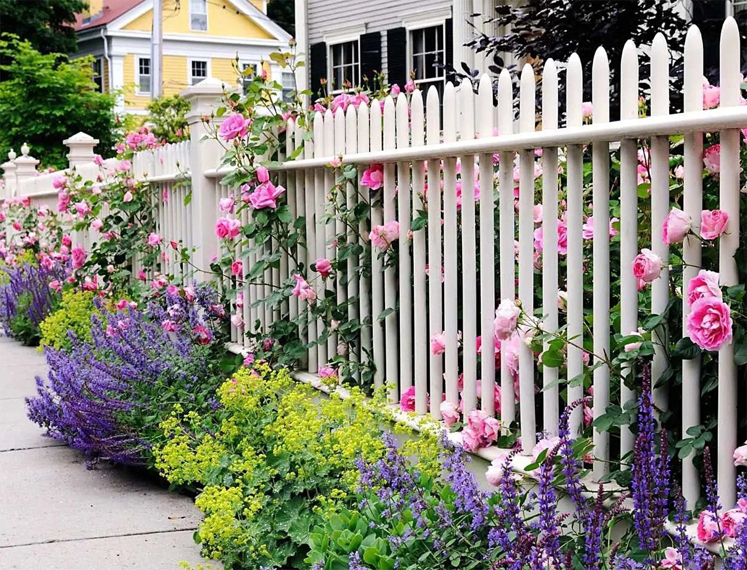 A white picket fence surrounded by pink and purple flowers