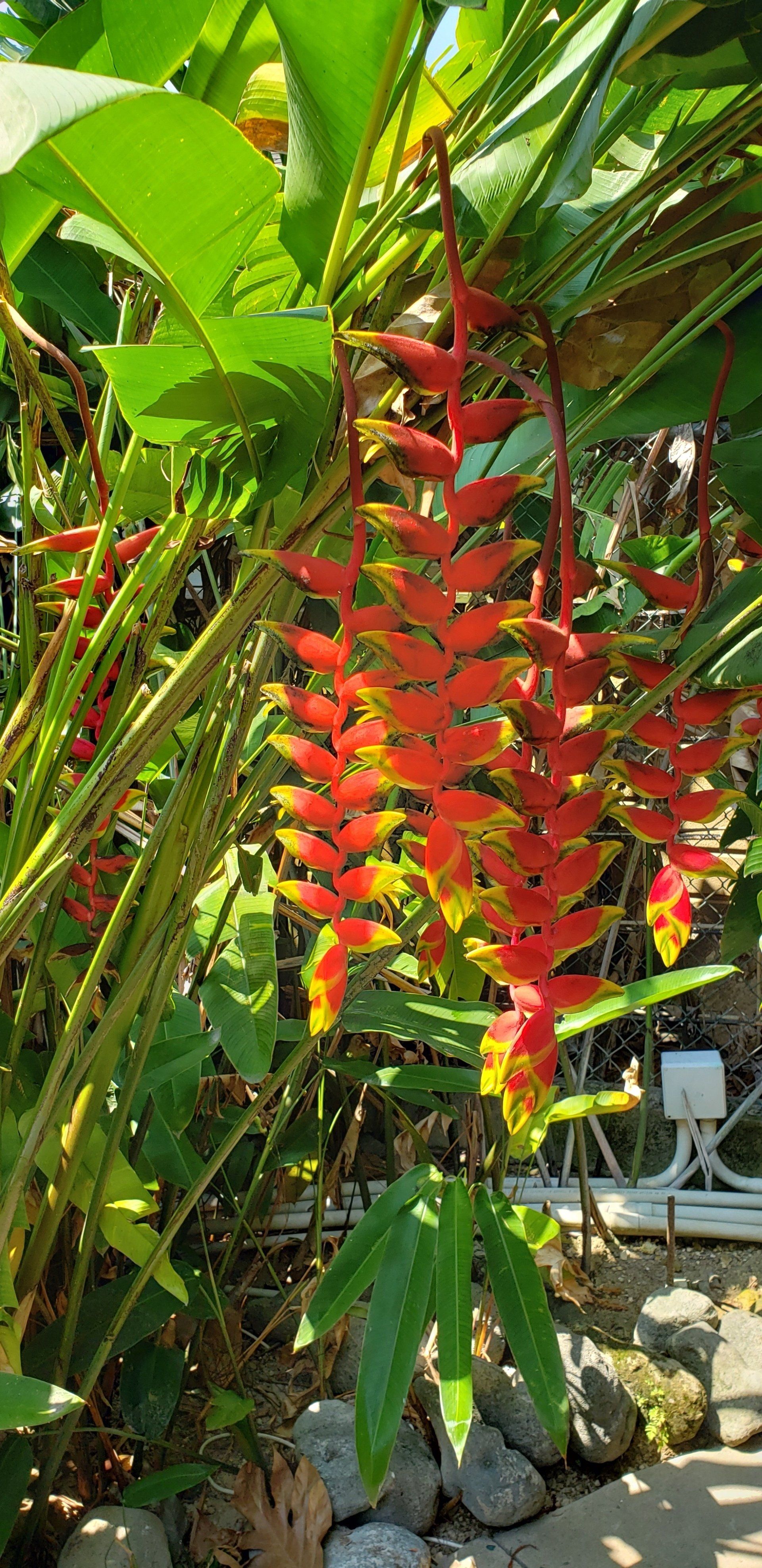 A close up of a red and yellow flower hanging from a tree.