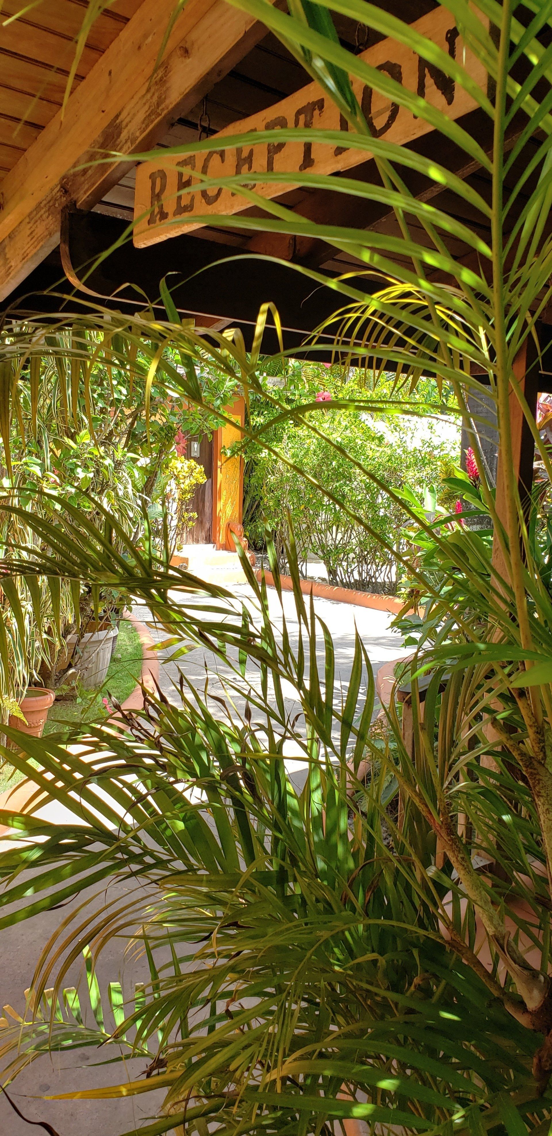 A palm tree is standing in front of a sign that says reception.