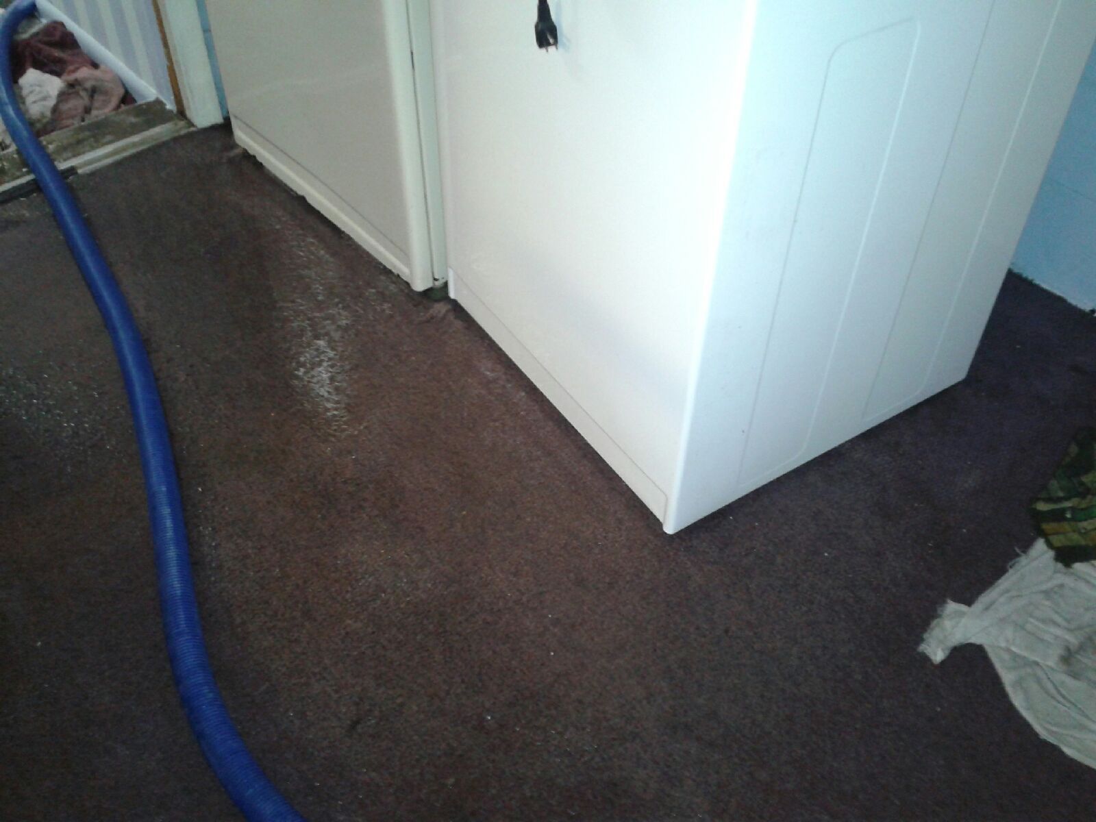 Laundry room floor with a blue hose beside a white appliance and a rag on the dark carpet.