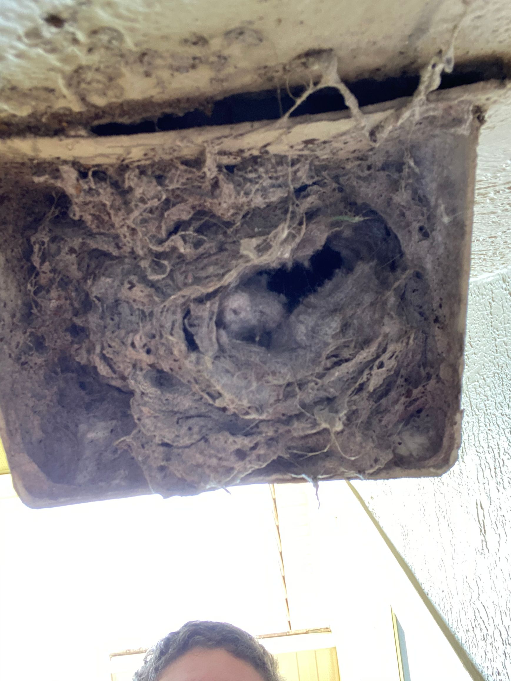 Nesting bird tucked inside a mud nest attached to a ceiling corner