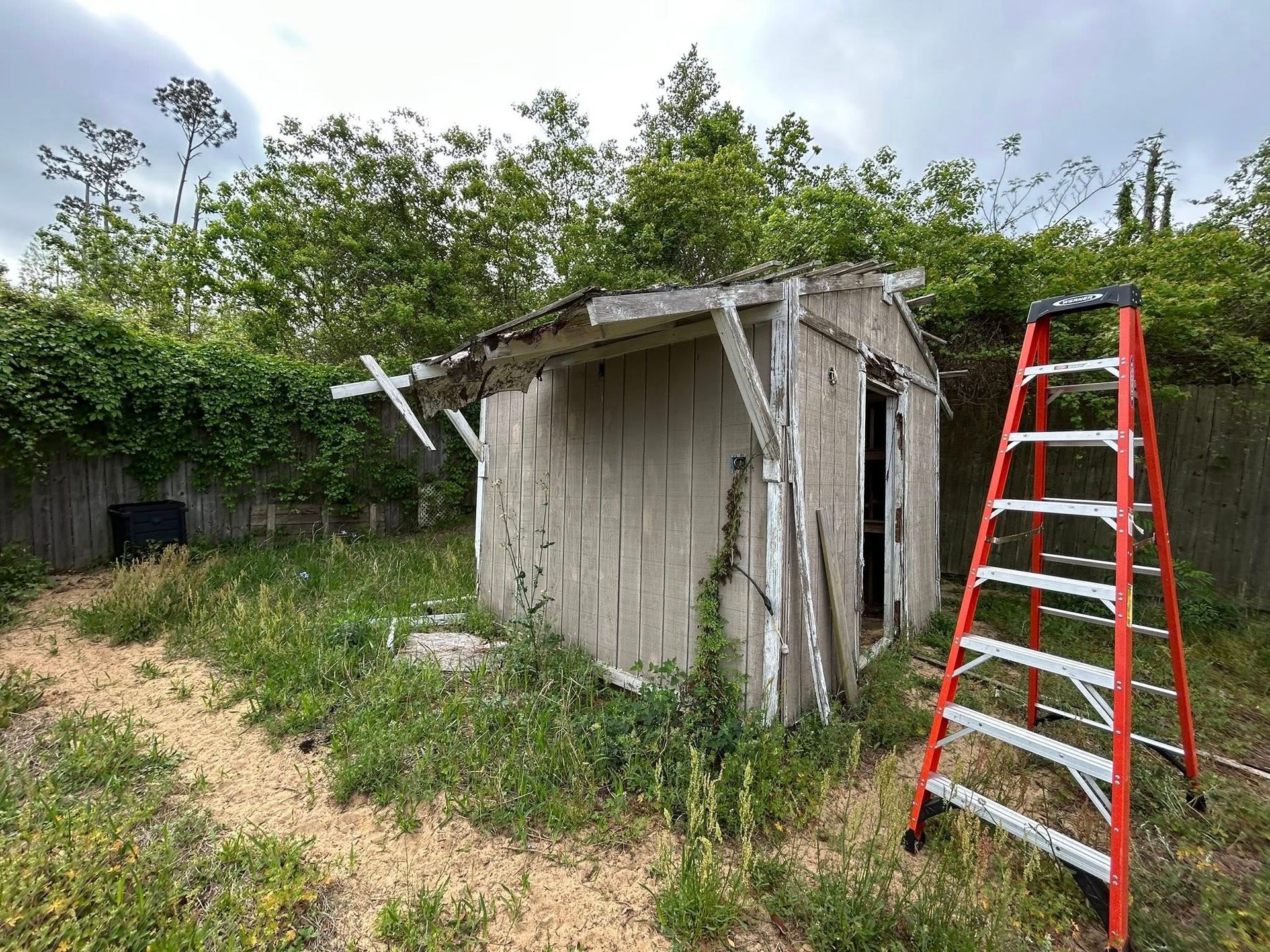 Dilapidated shed in a yard, overgrown with weeds. An orange ladder stands beside it.