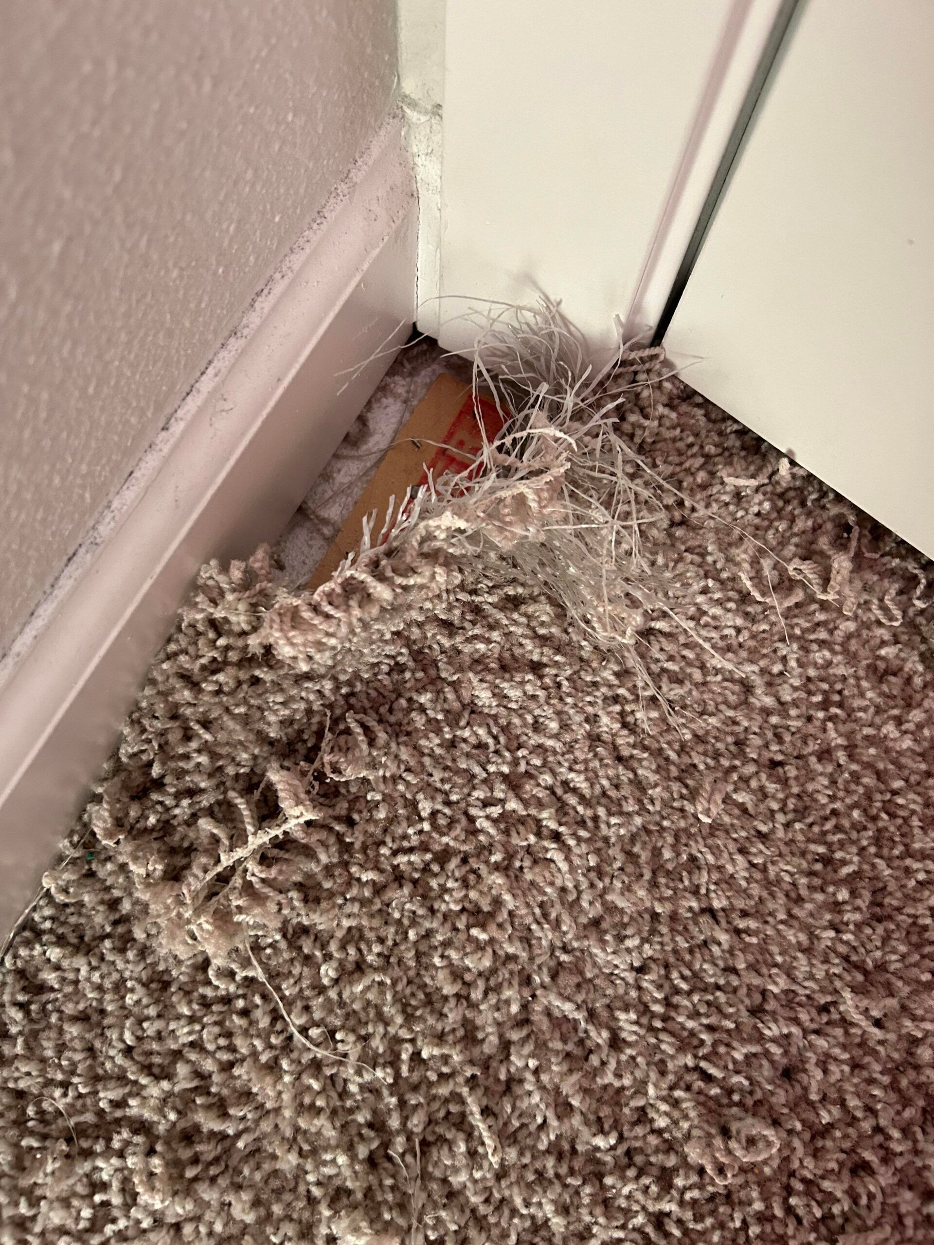 Damaged brown carpet meets a white door frame and wall. Carpet is frayed and pulled apart.