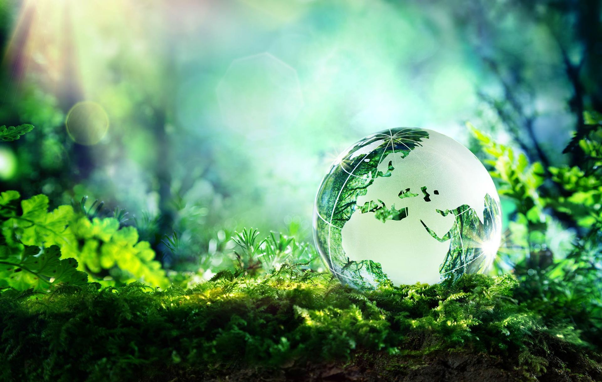 a glass globe is sitting on top of a mossy rock in the middle of a forest .