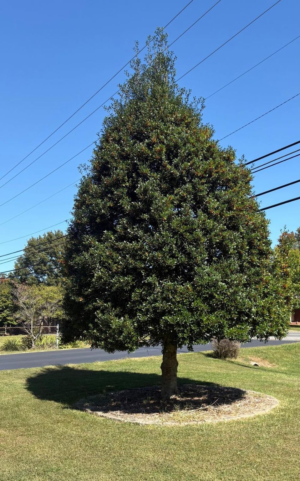 A medium-sized tree with dark green leaves on a sunny day with a blue sky.