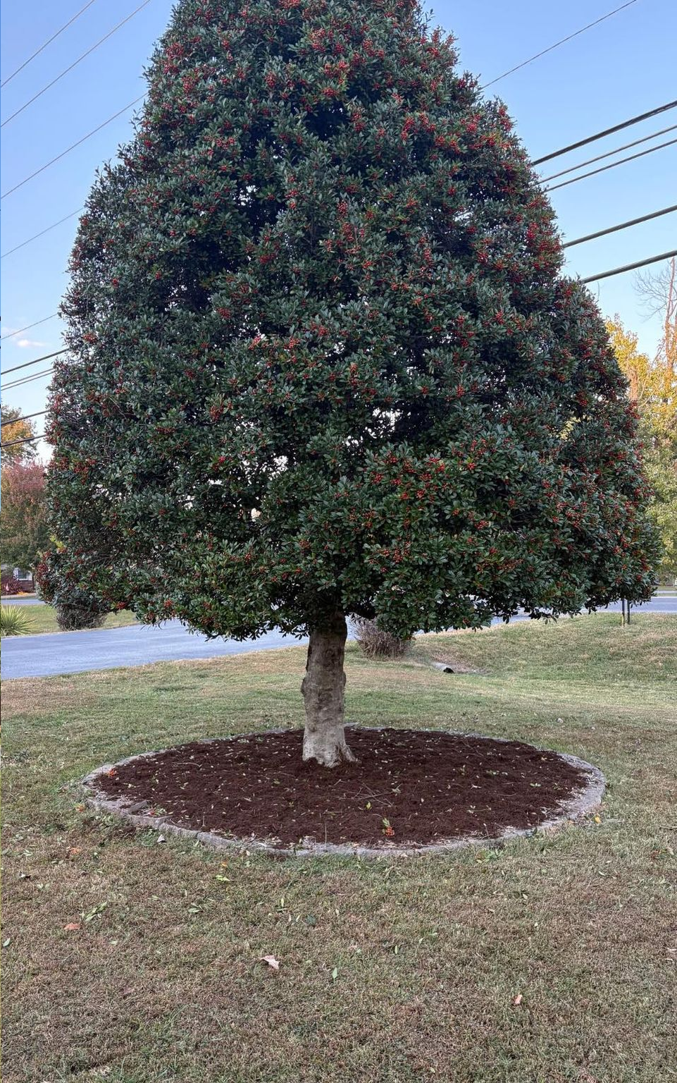 Tree with dark green foliage and a ring of mulch around its base.