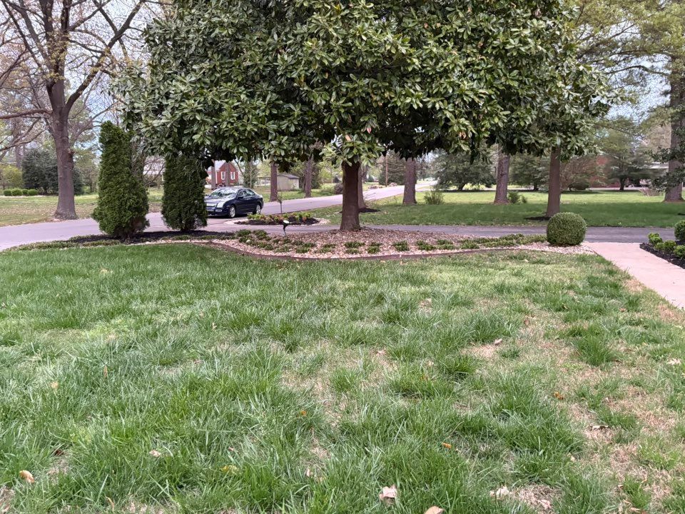 Lawn with a large tree, green foliage, and a car in the background. Paved driveway and sidewalk.