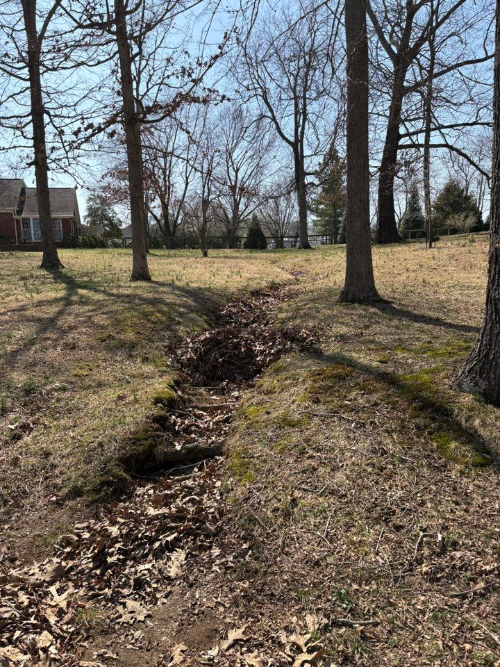 Grassy yard with trees. A channel of fallen leaves runs through the yard.