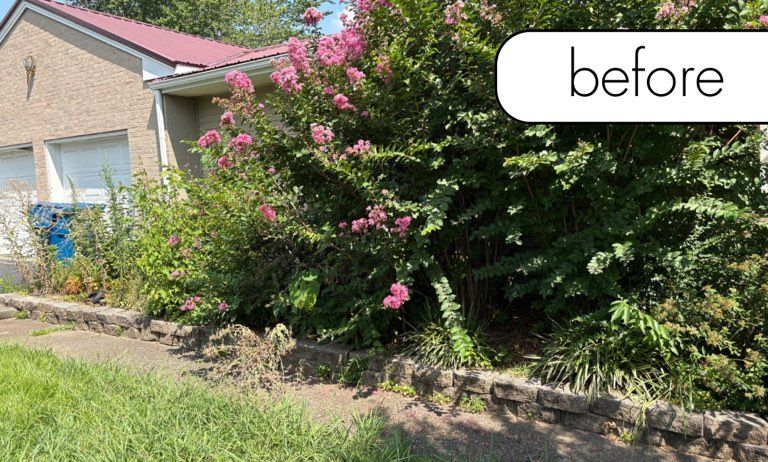 A medium-sized tree with dark green leaves on a sunny day with a blue sky.