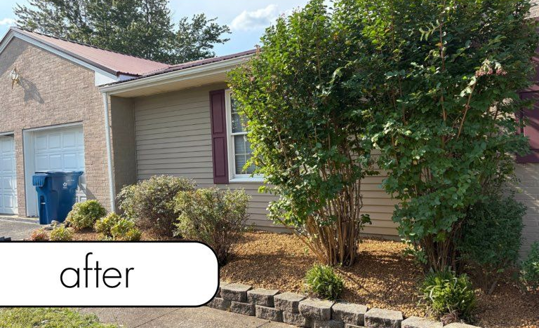 Tree with dark green foliage and a ring of mulch around its base.