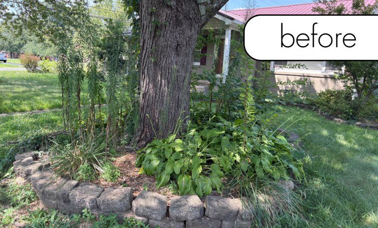 A medium-sized tree with dark green leaves on a sunny day with a blue sky.