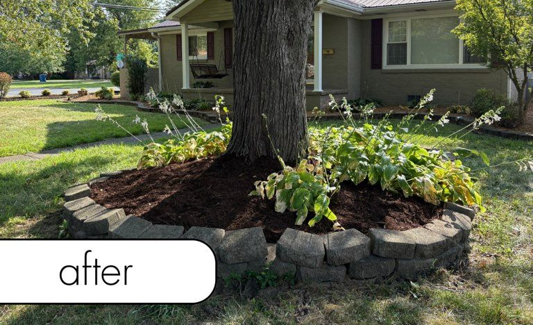 Tree with dark green foliage and a ring of mulch around its base.