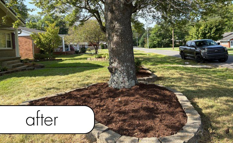 Tree with dark green foliage and a ring of mulch around its base.
