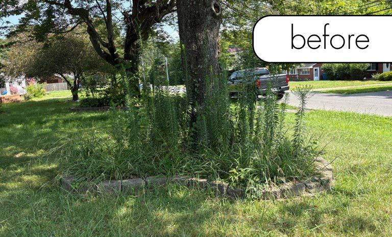A medium-sized tree with dark green leaves on a sunny day with a blue sky.
