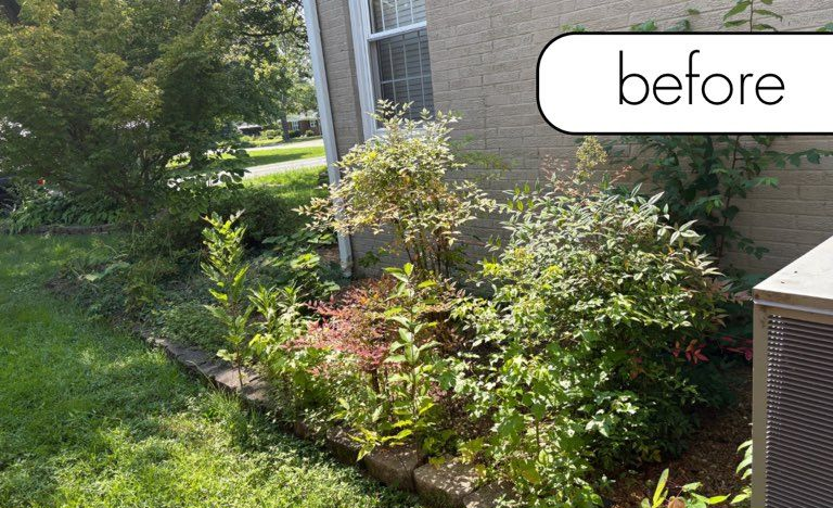 A medium-sized tree with dark green leaves on a sunny day with a blue sky.