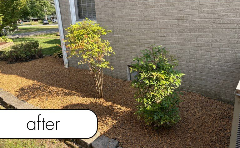 Tree with dark green foliage and a ring of mulch around its base.
