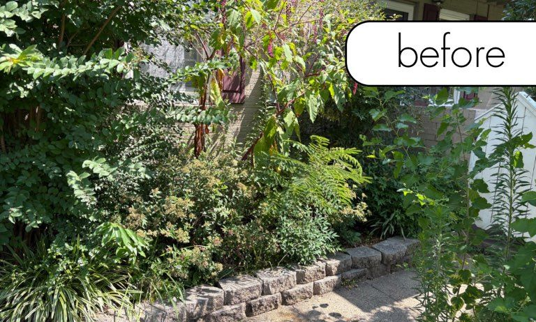 Grassy yard with trees. A channel of fallen leaves runs through the yard.