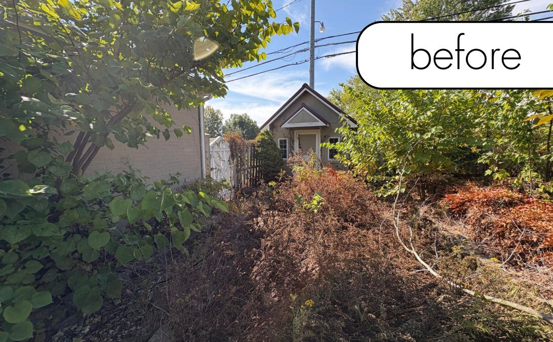 A medium-sized tree with dark green leaves on a sunny day with a blue sky.