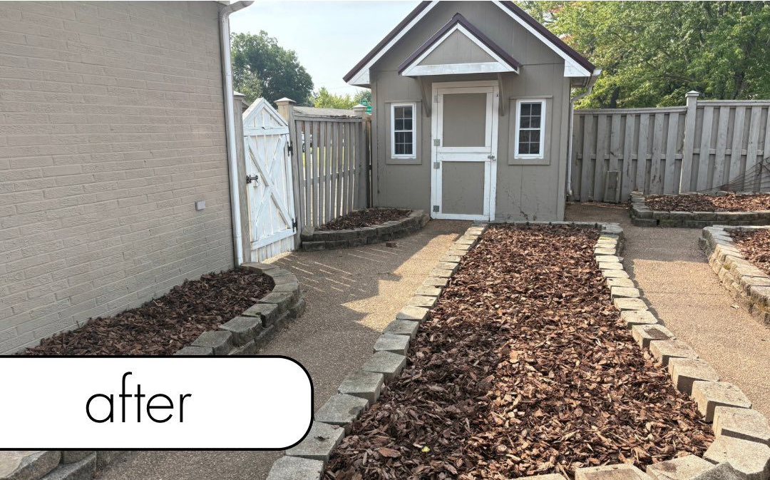 Tree with dark green foliage and a ring of mulch around its base.