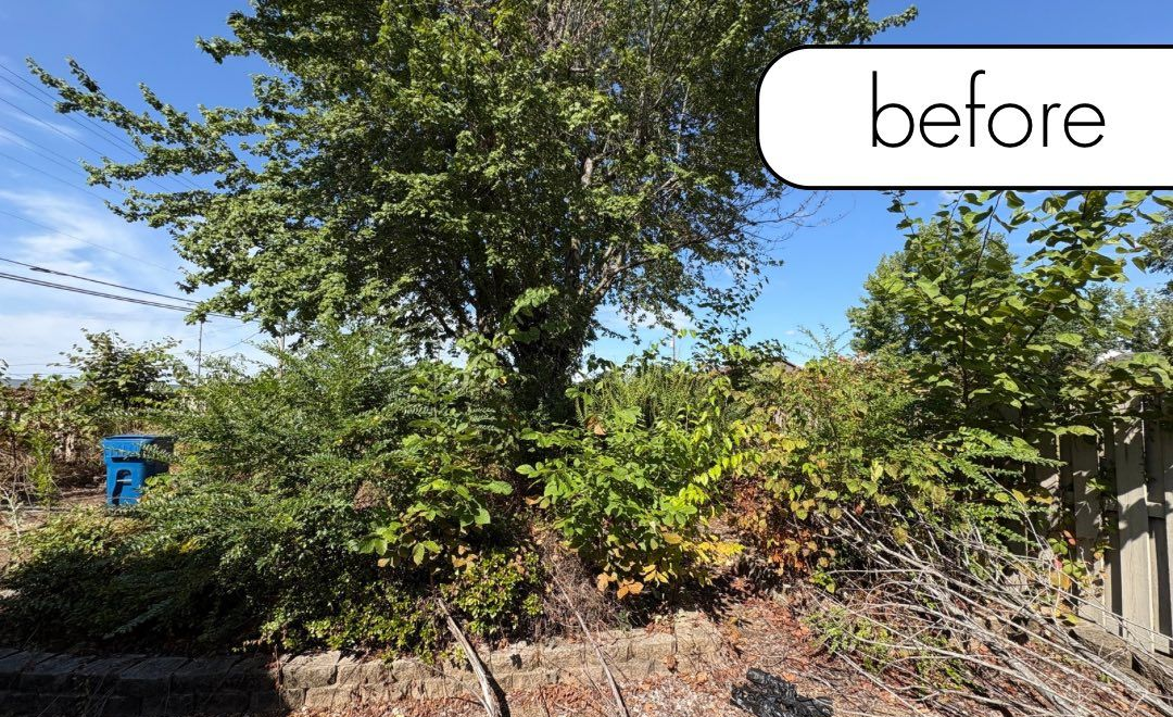 Grassy yard with trees. A channel of fallen leaves runs through the yard.