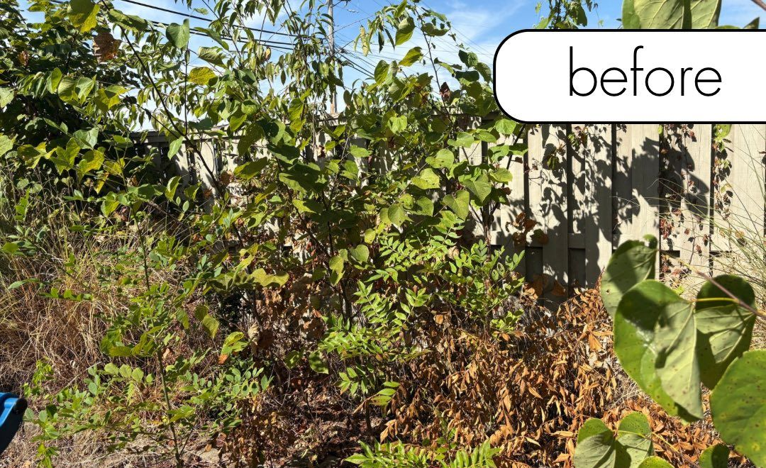 A medium-sized tree with dark green leaves on a sunny day with a blue sky.