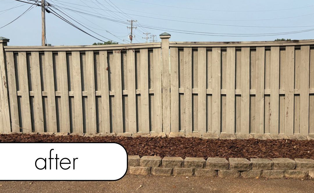 Tree with dark green foliage and a ring of mulch around its base.